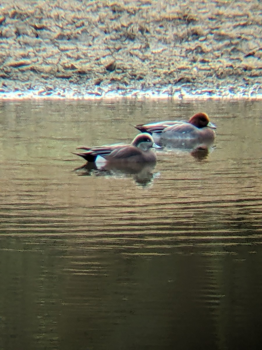 hvízdák eurasijský - ML627619846