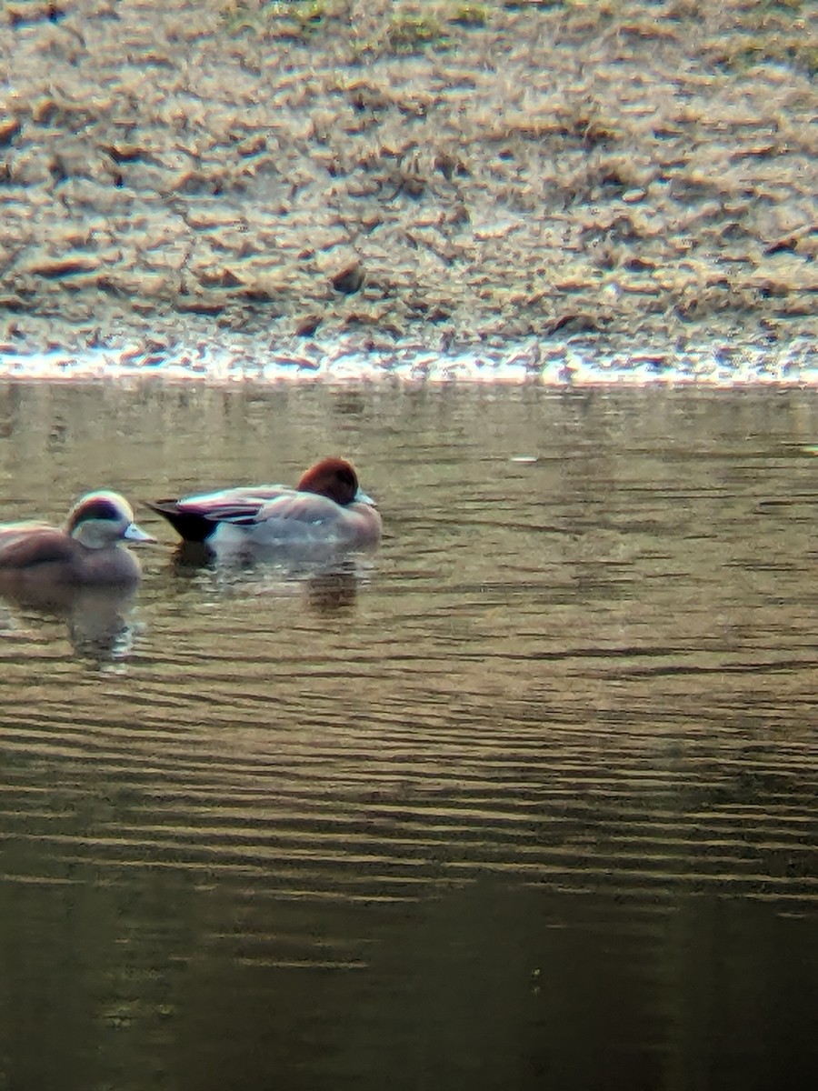 hvízdák eurasijský - ML627619847