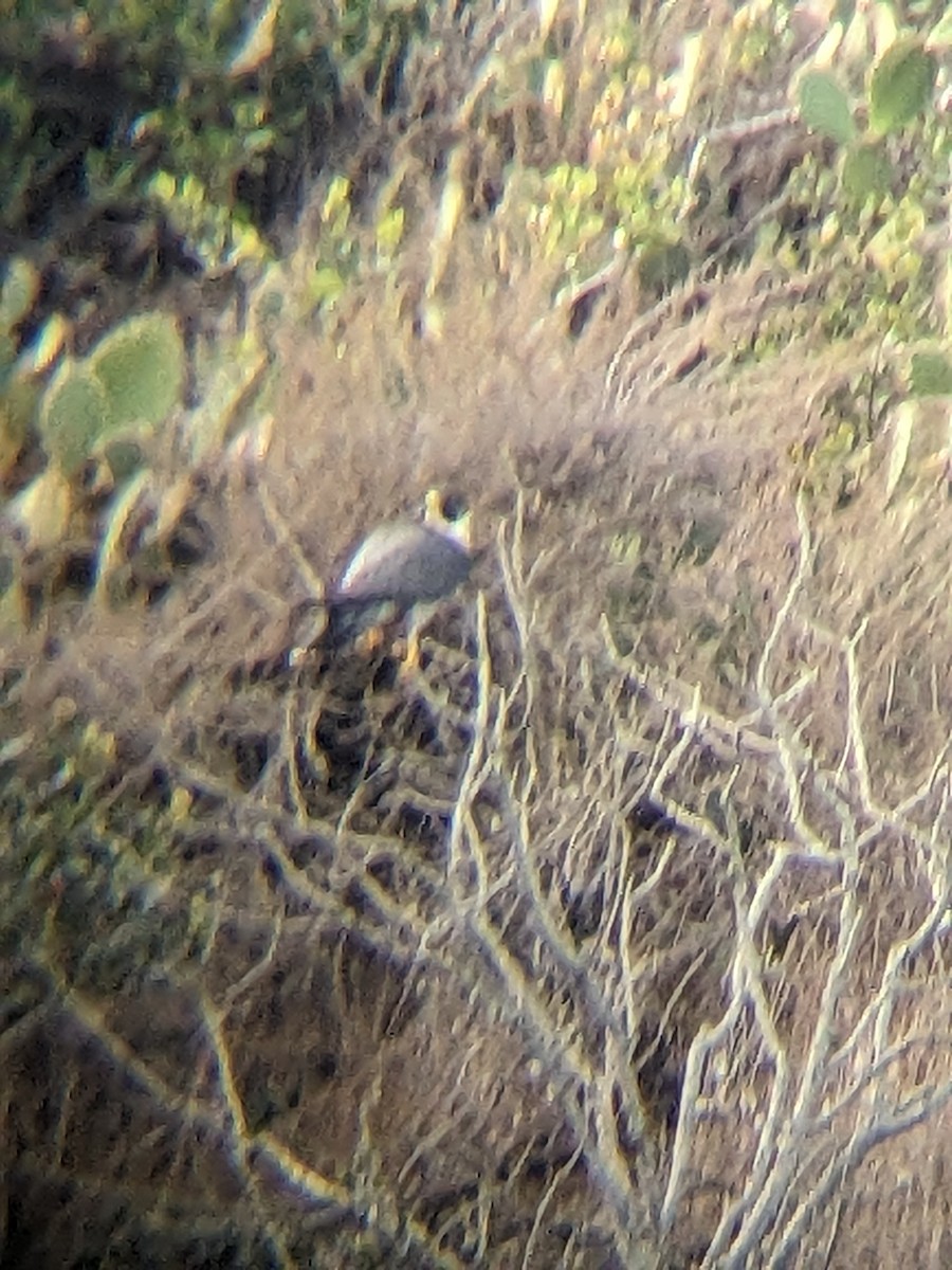 sokol stěhovavý - ML627619850