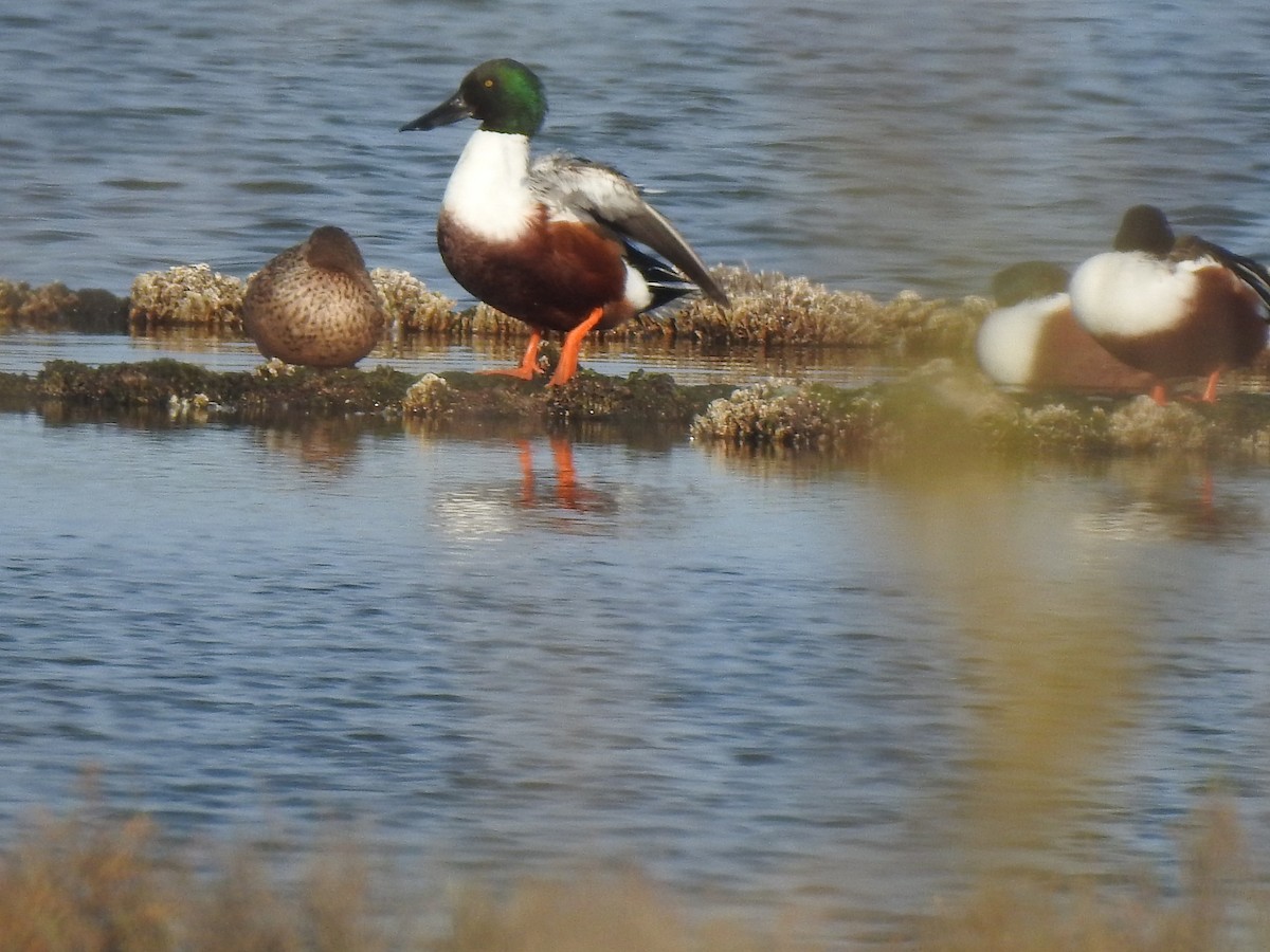 Northern Shoveler - ML627619860