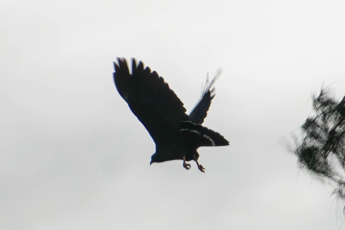 Common Black Hawk - ML627619868