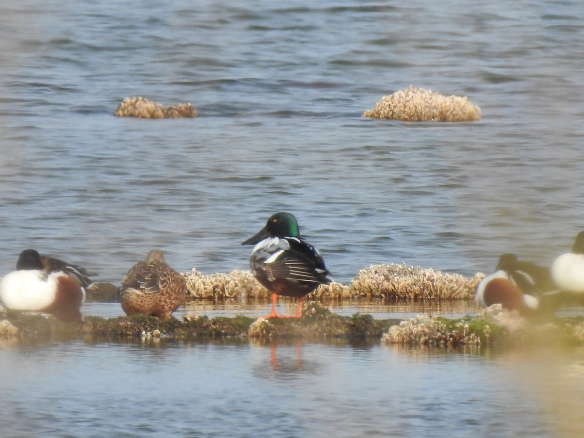 Northern Shoveler - ML627619869