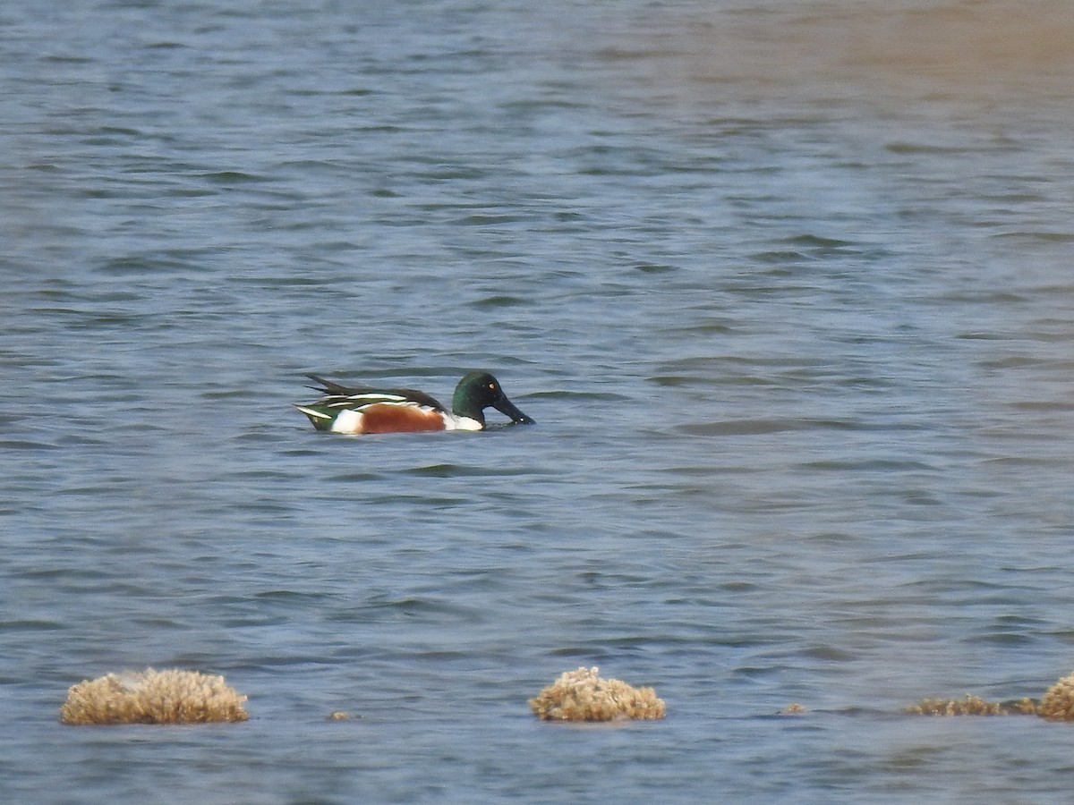 Northern Shoveler - ML627619871