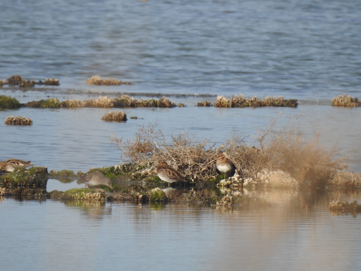 Common Snipe - ML627619879