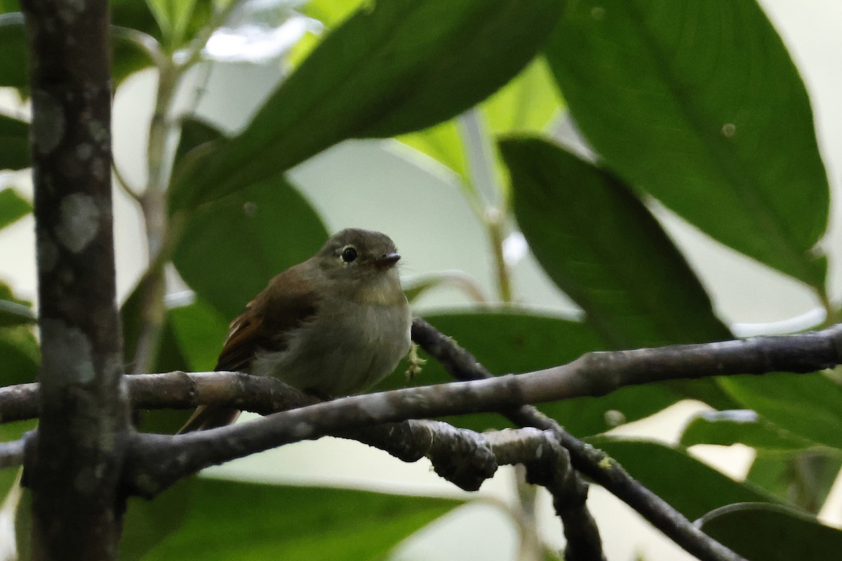 Unadorned Flycatcher - ML627619885