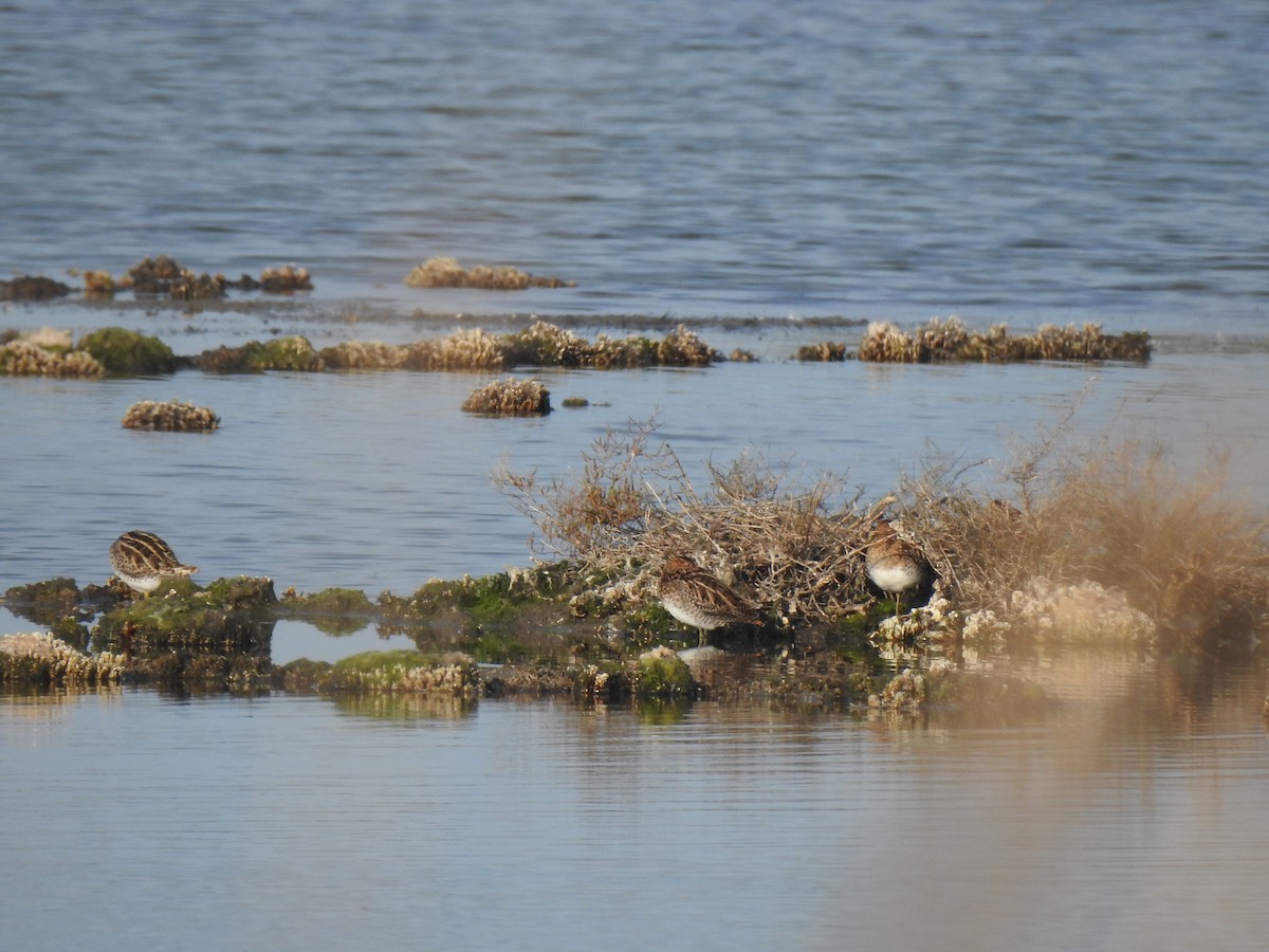 Common Snipe - ML627619888