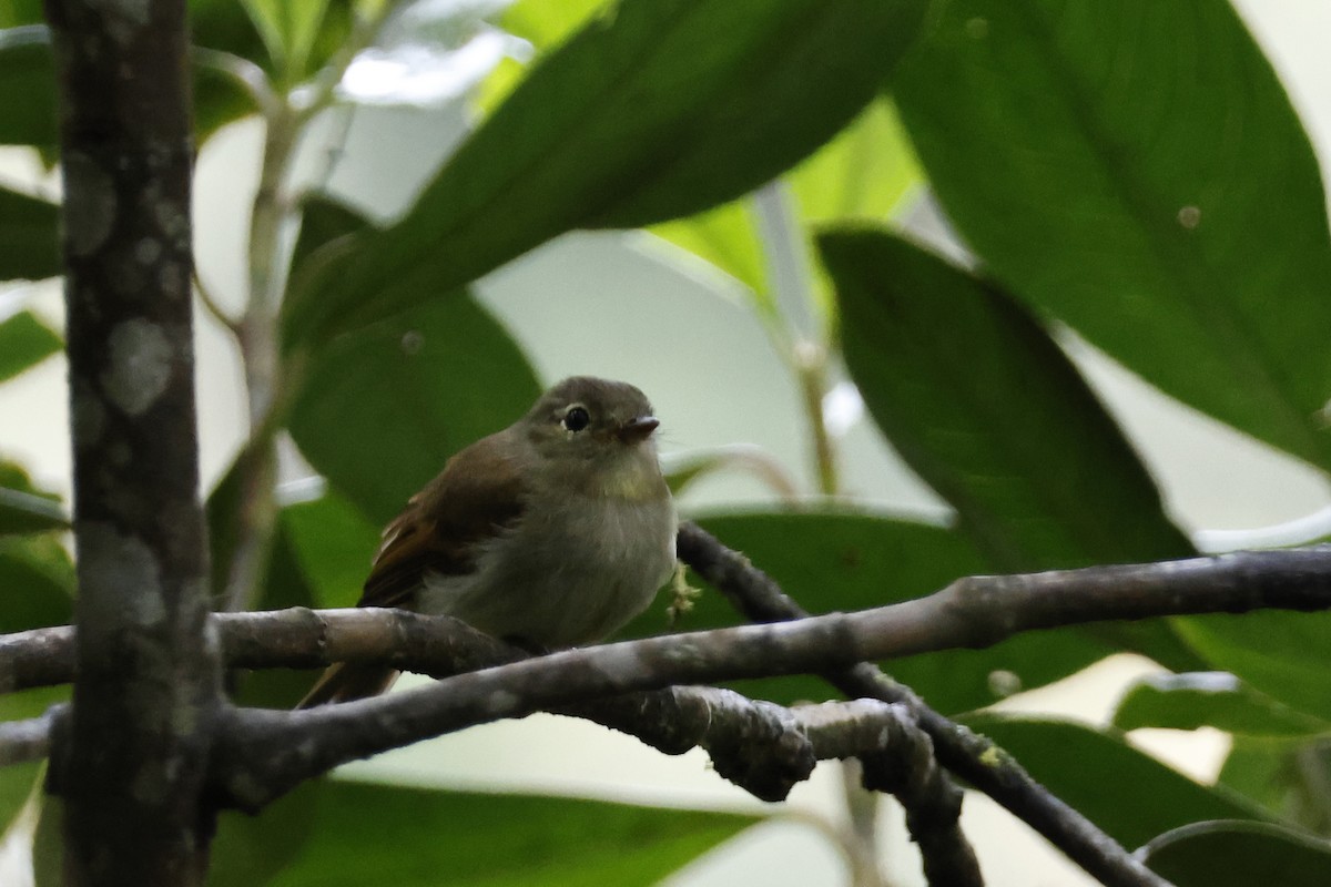 Unadorned Flycatcher - ML627619891