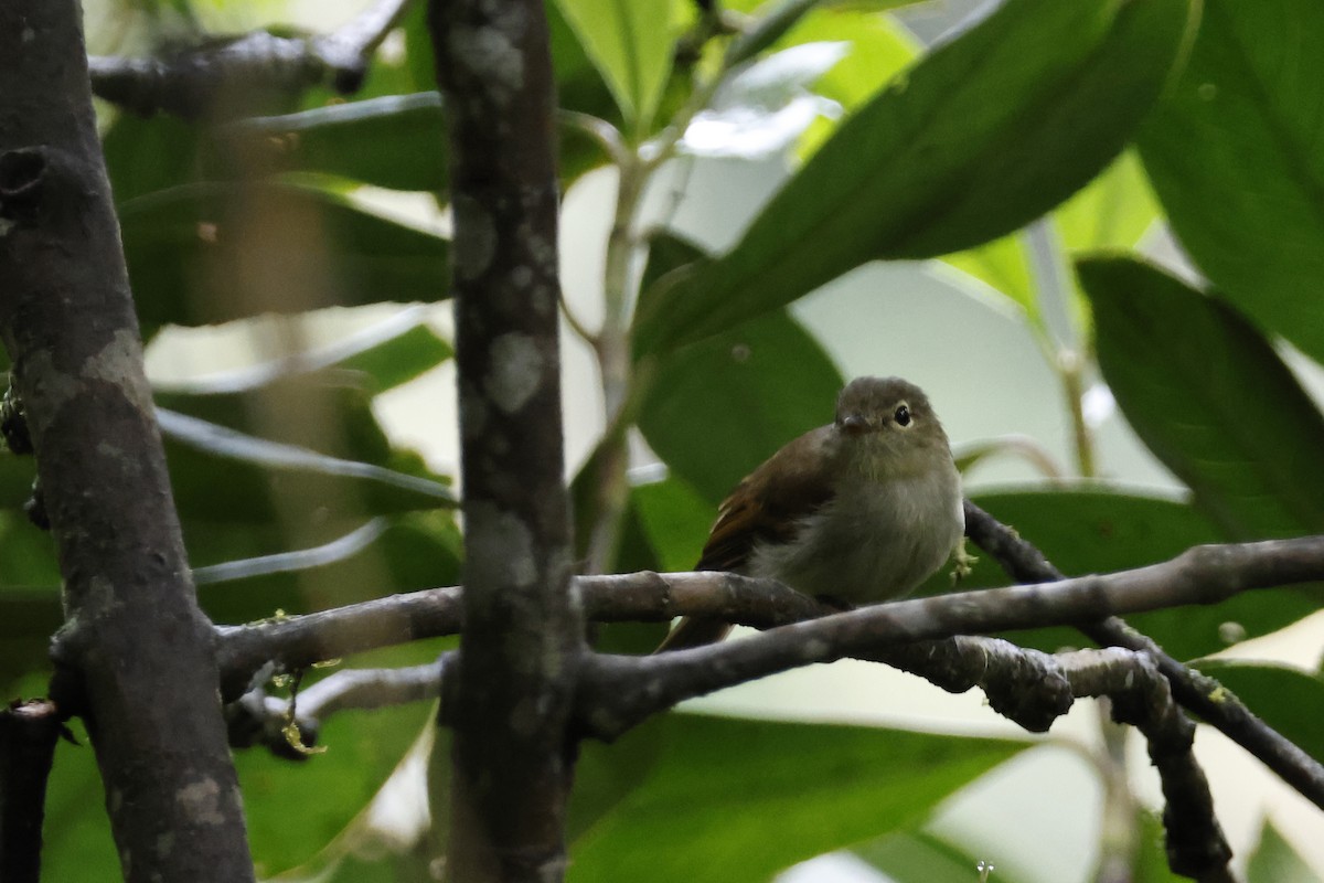 Unadorned Flycatcher - ML627619892