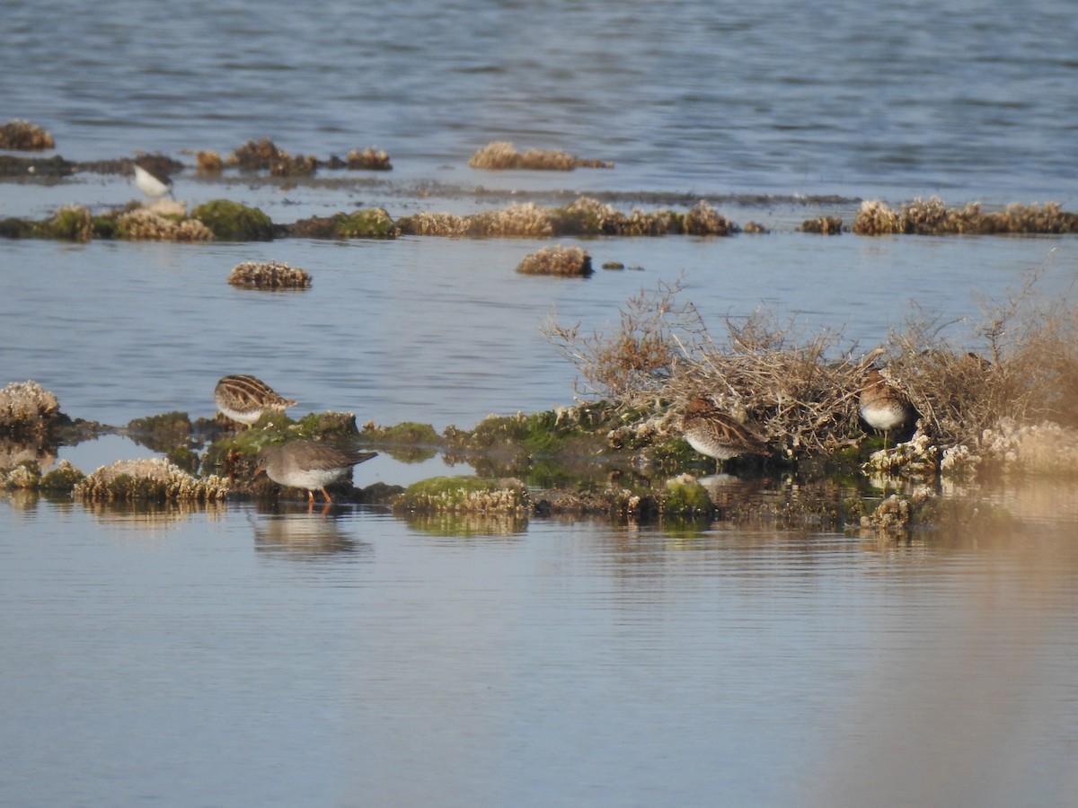 Common Redshank - ML627619894