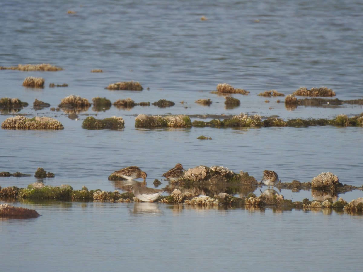 Common Snipe - ML627619941