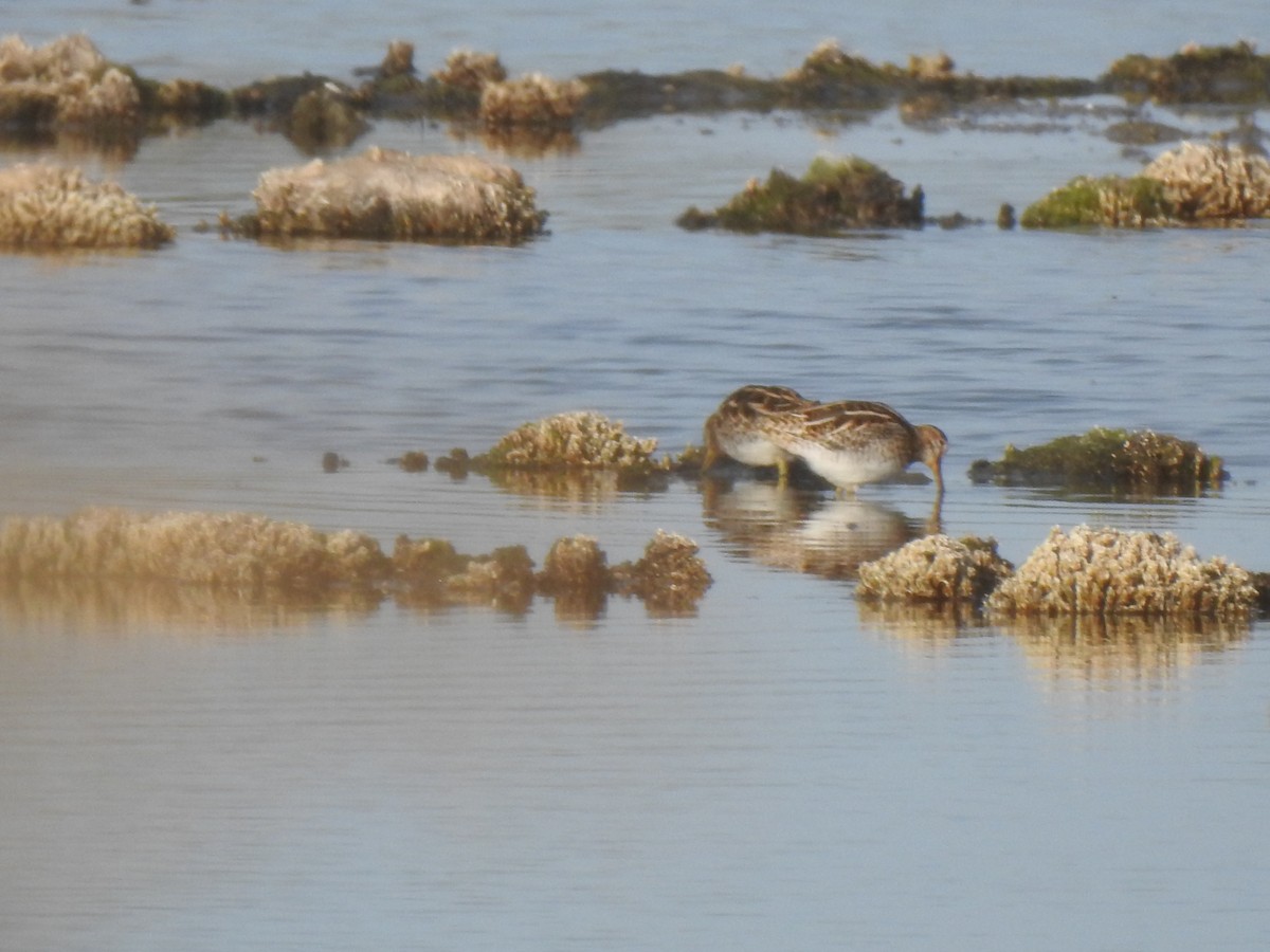 Common Snipe - ML627619984