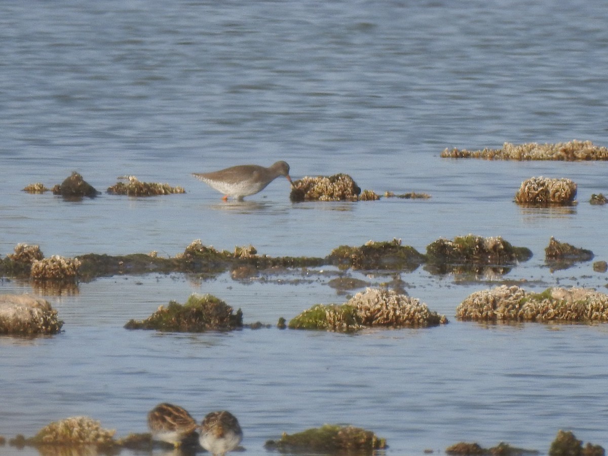 Common Redshank - ML627619997