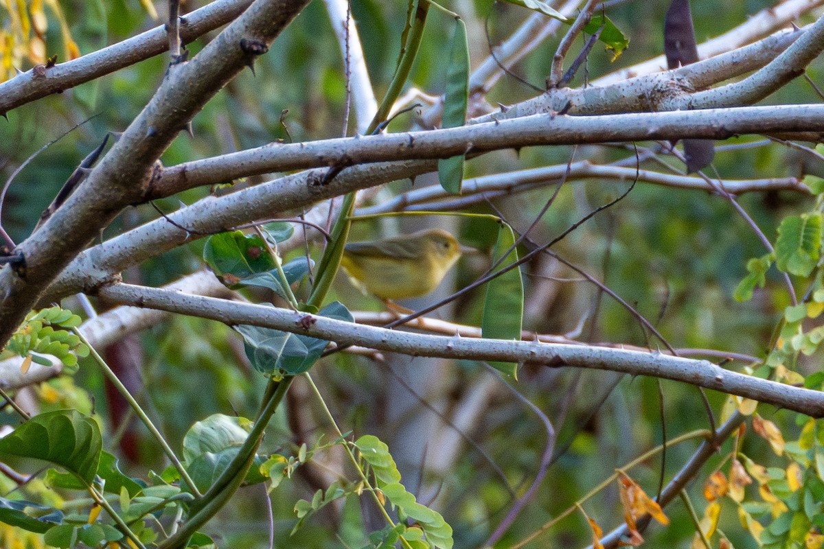 Yellow Warbler - ML627620043