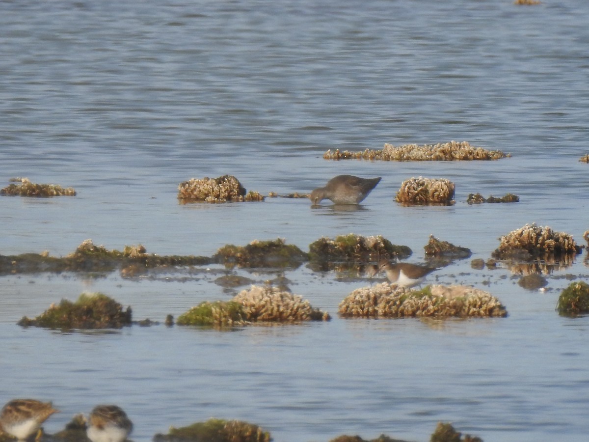 Common Sandpiper - ML627620055