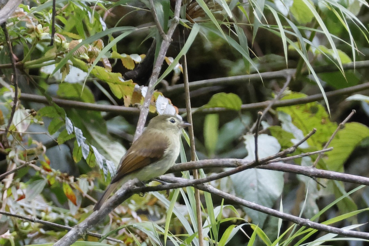 Unadorned Flycatcher - ML627620084