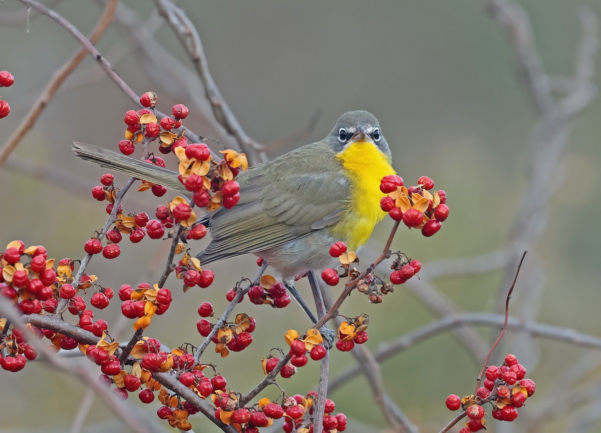 Yellow-breasted Chat - ML627620085