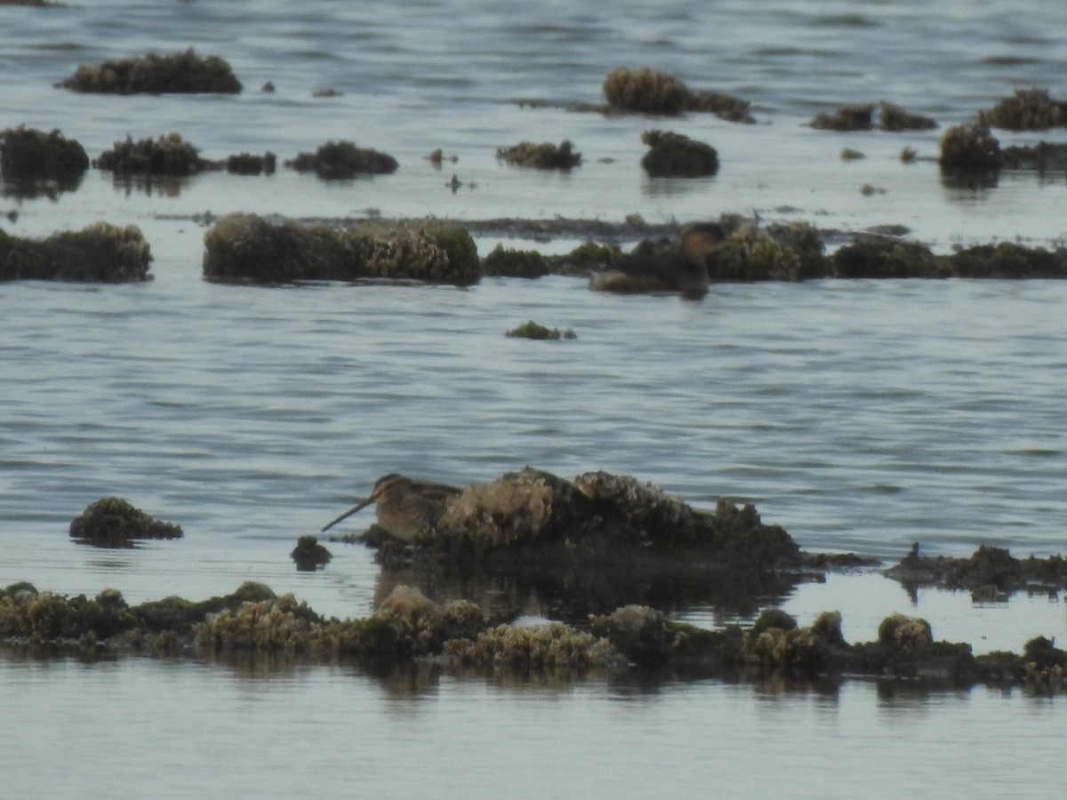 Common Snipe - ML627620088