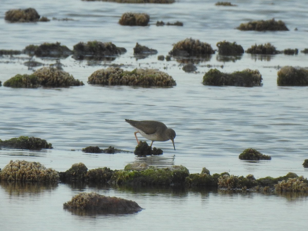 Common Redshank - ML627620103