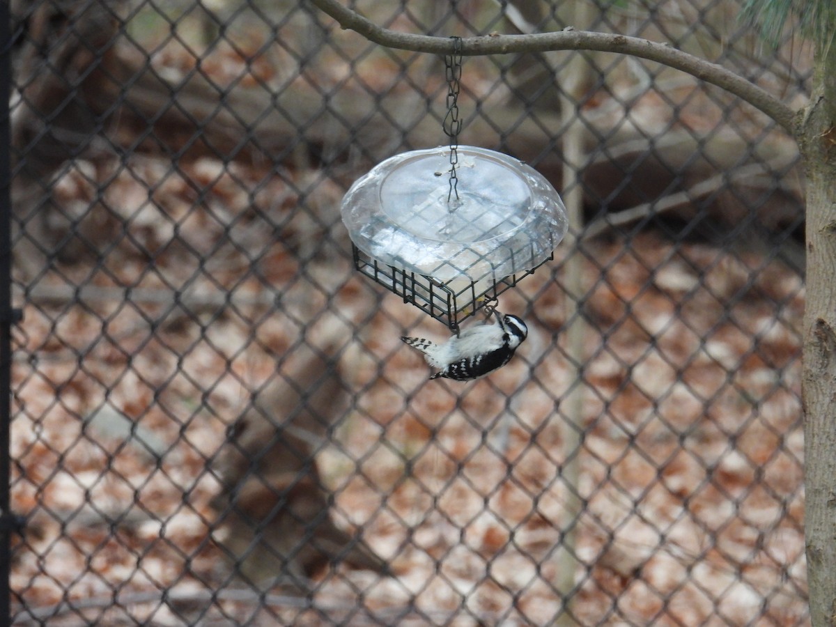 Downy Woodpecker - ML627620129