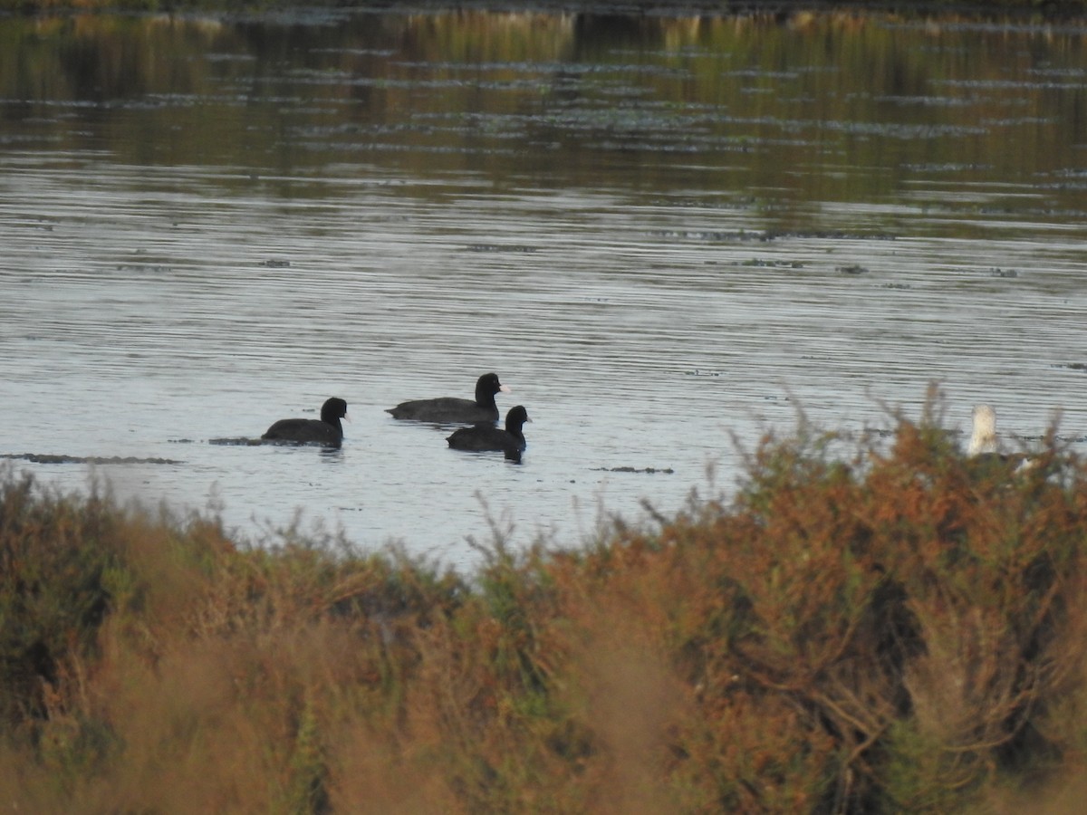 Eurasian Coot - ML627620135