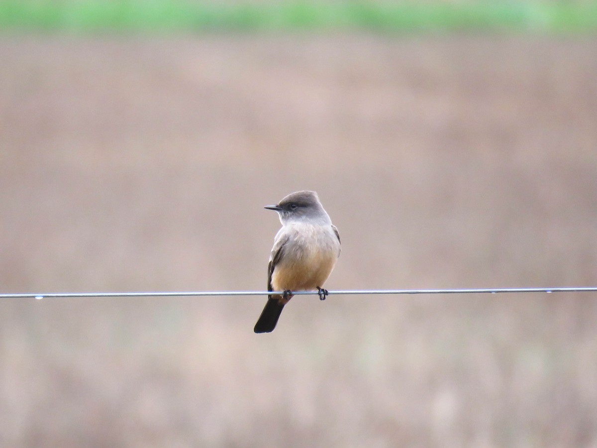 Say's Phoebe - ML627620146