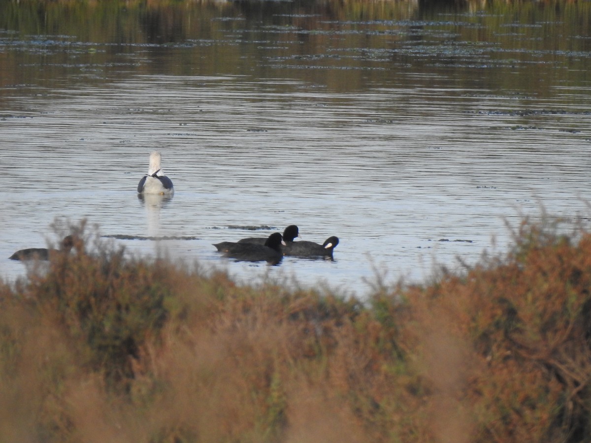 Eurasian Coot - ML627620147