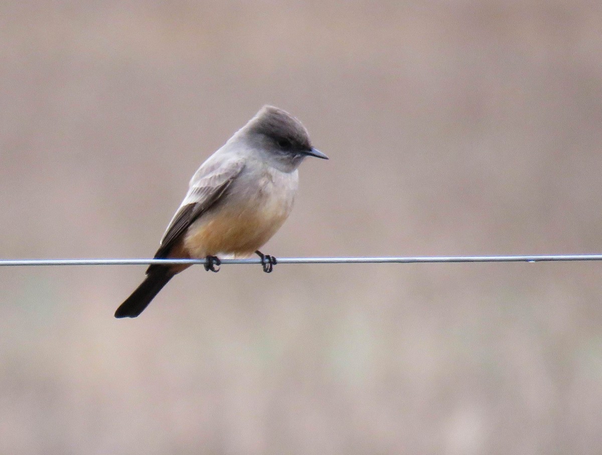 Say's Phoebe - ML627620152