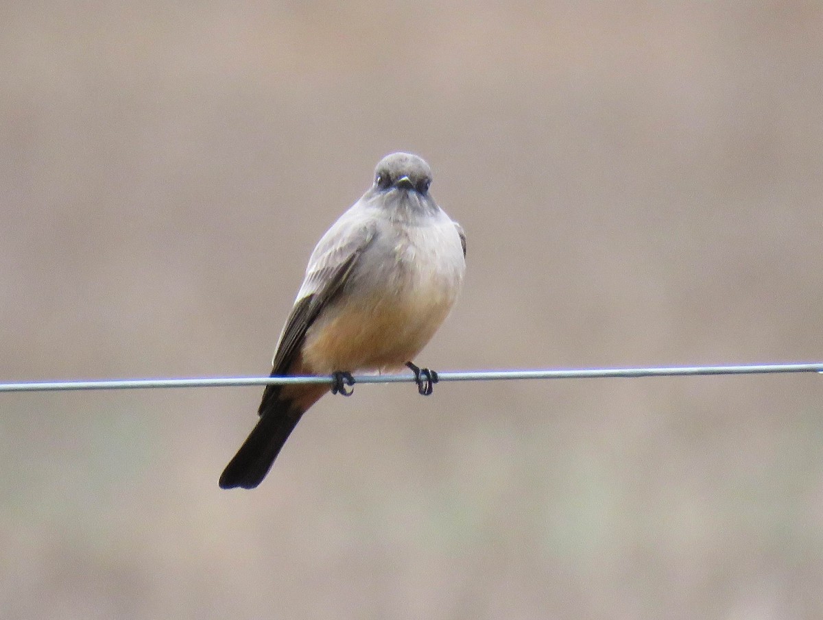 Say's Phoebe - ML627620165