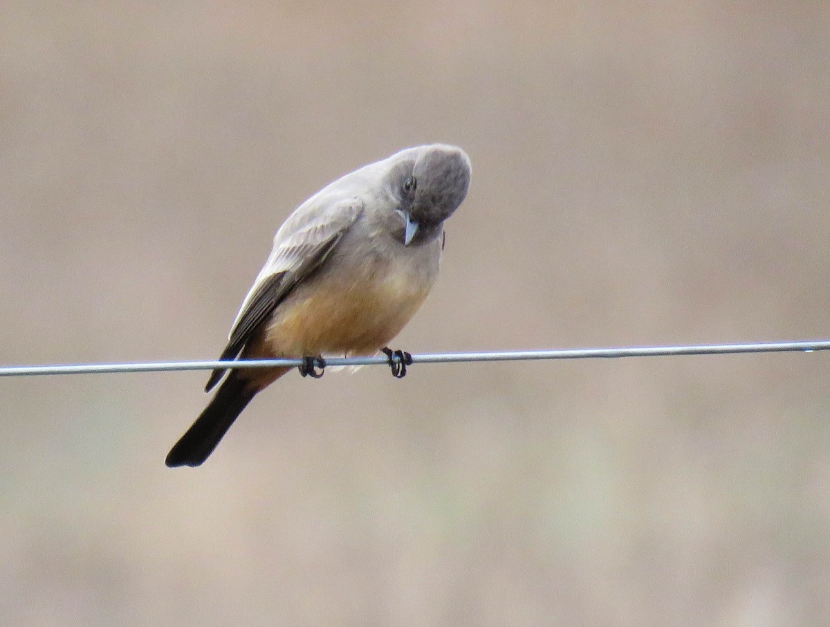 Say's Phoebe - ML627620169