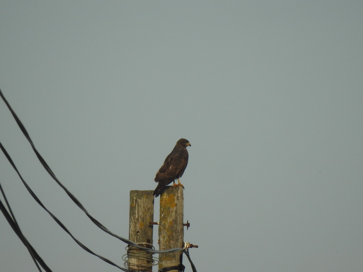 Common Buzzard - ML627620178