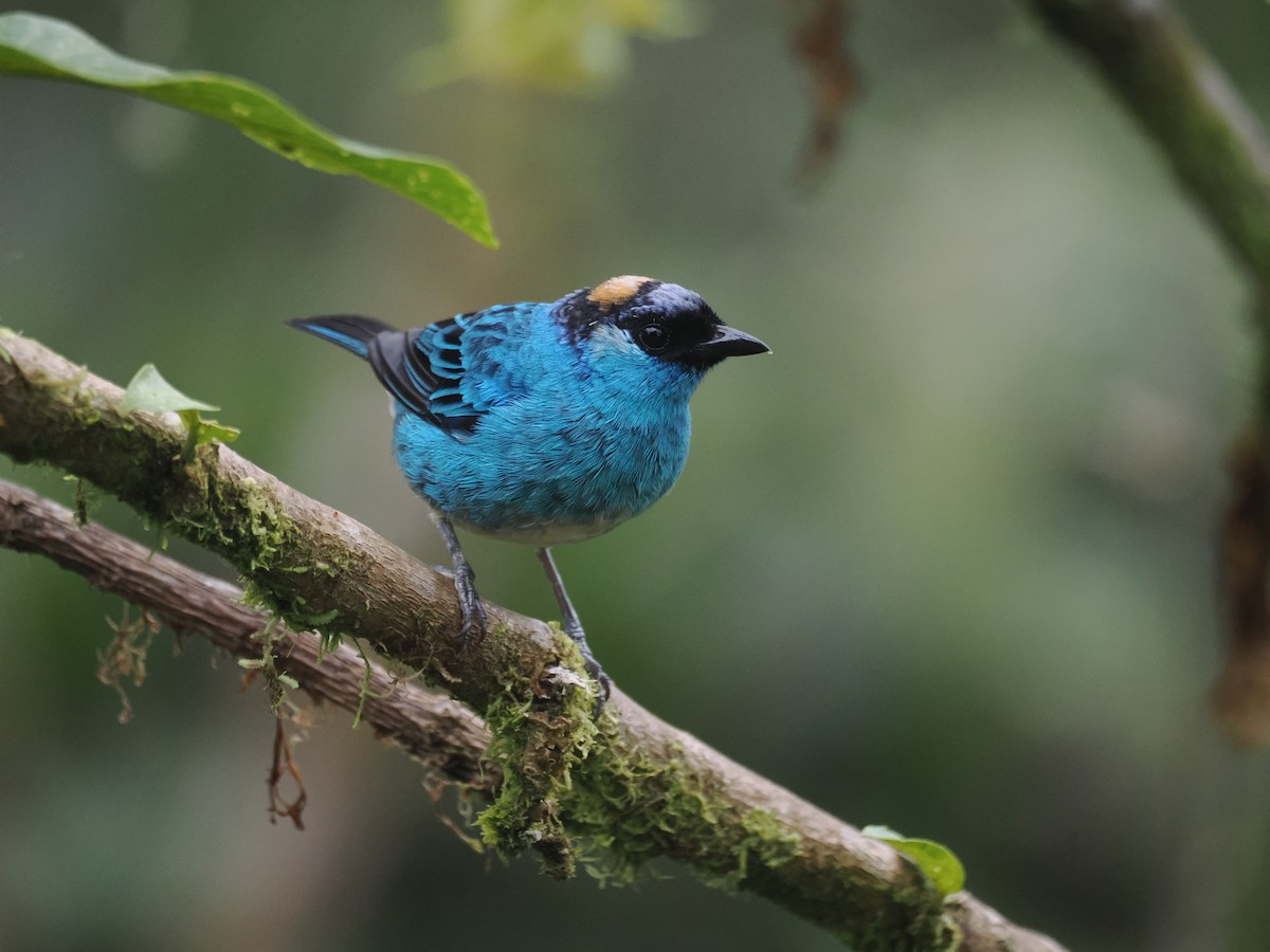 Golden-naped Tanager - ML627620180