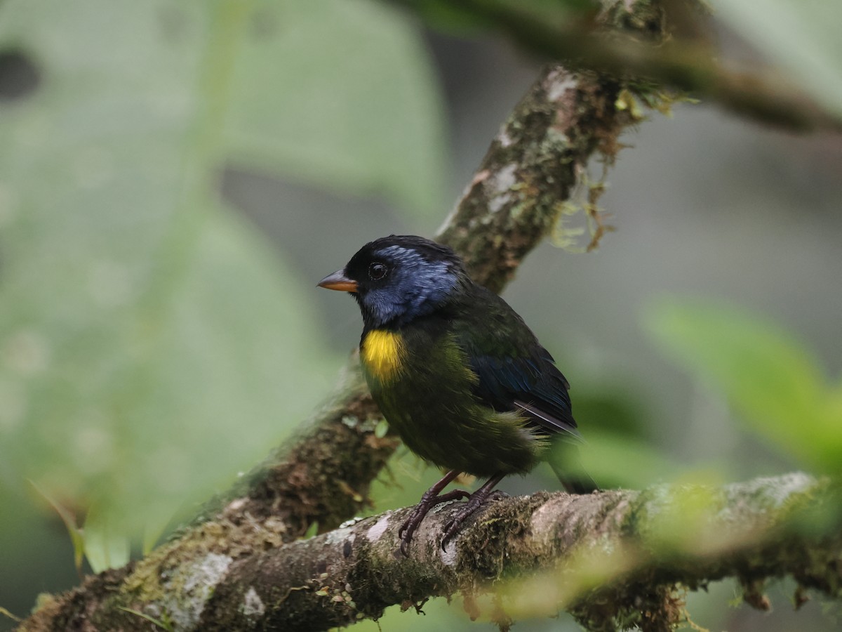 Moss-backed Tanager - ML627620275