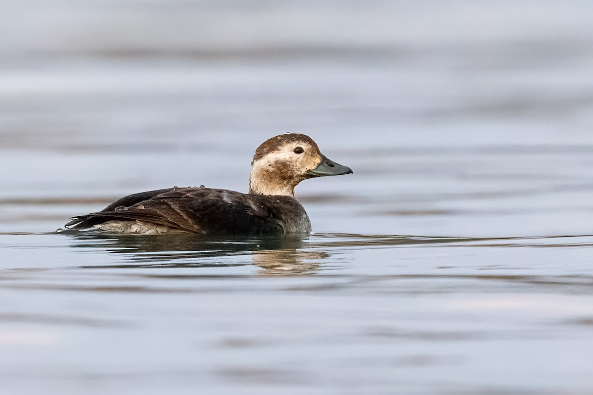 Long-tailed Duck - ML627620286