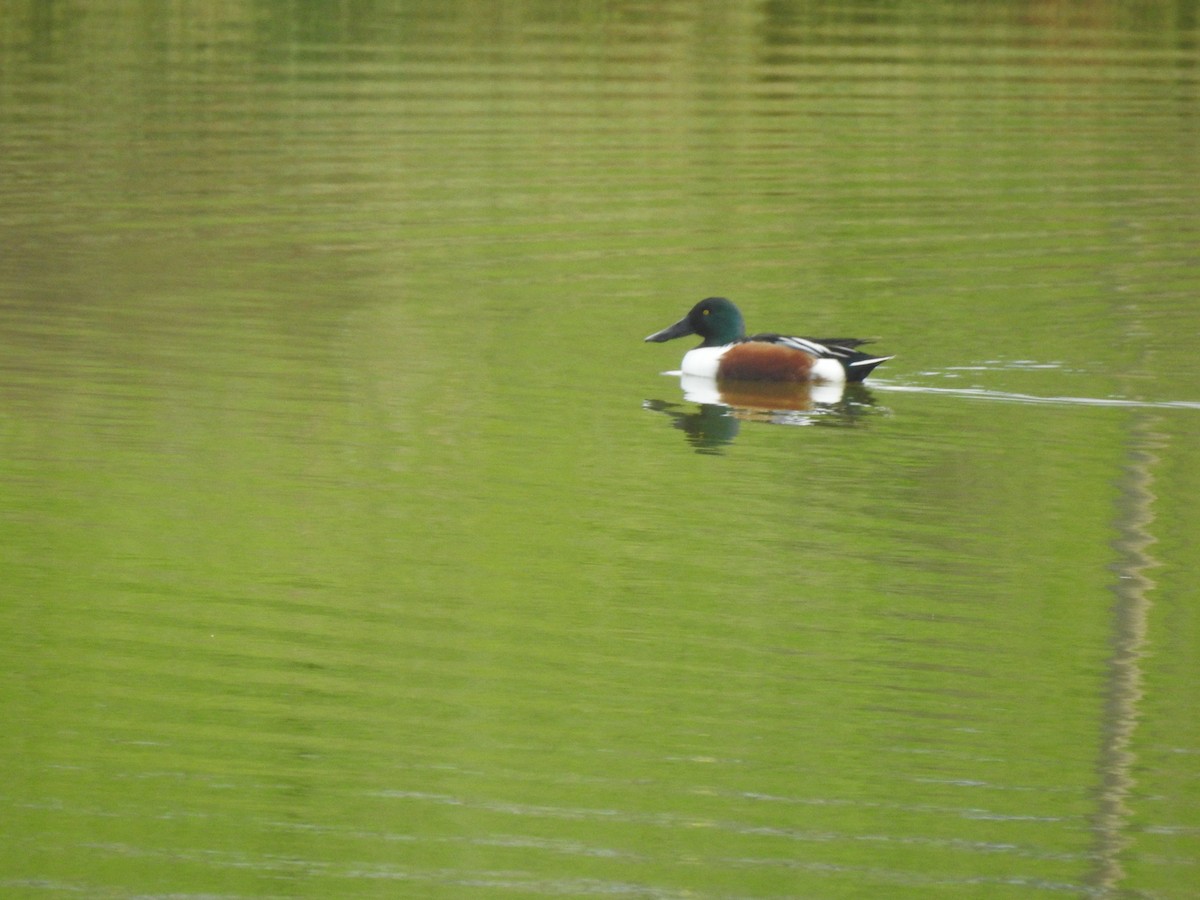 Northern Shoveler - ML627620292