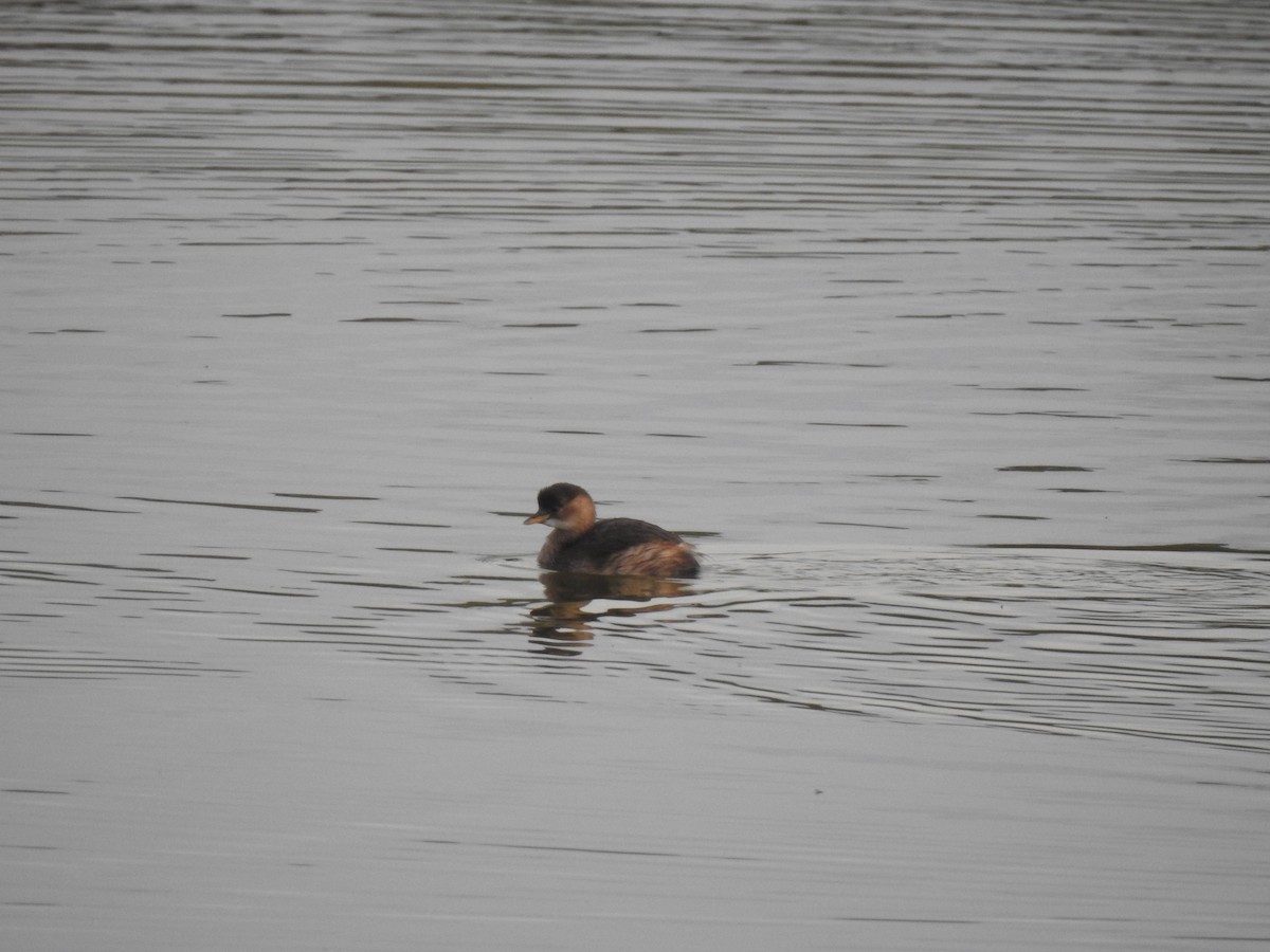 Little Grebe - ML627620308