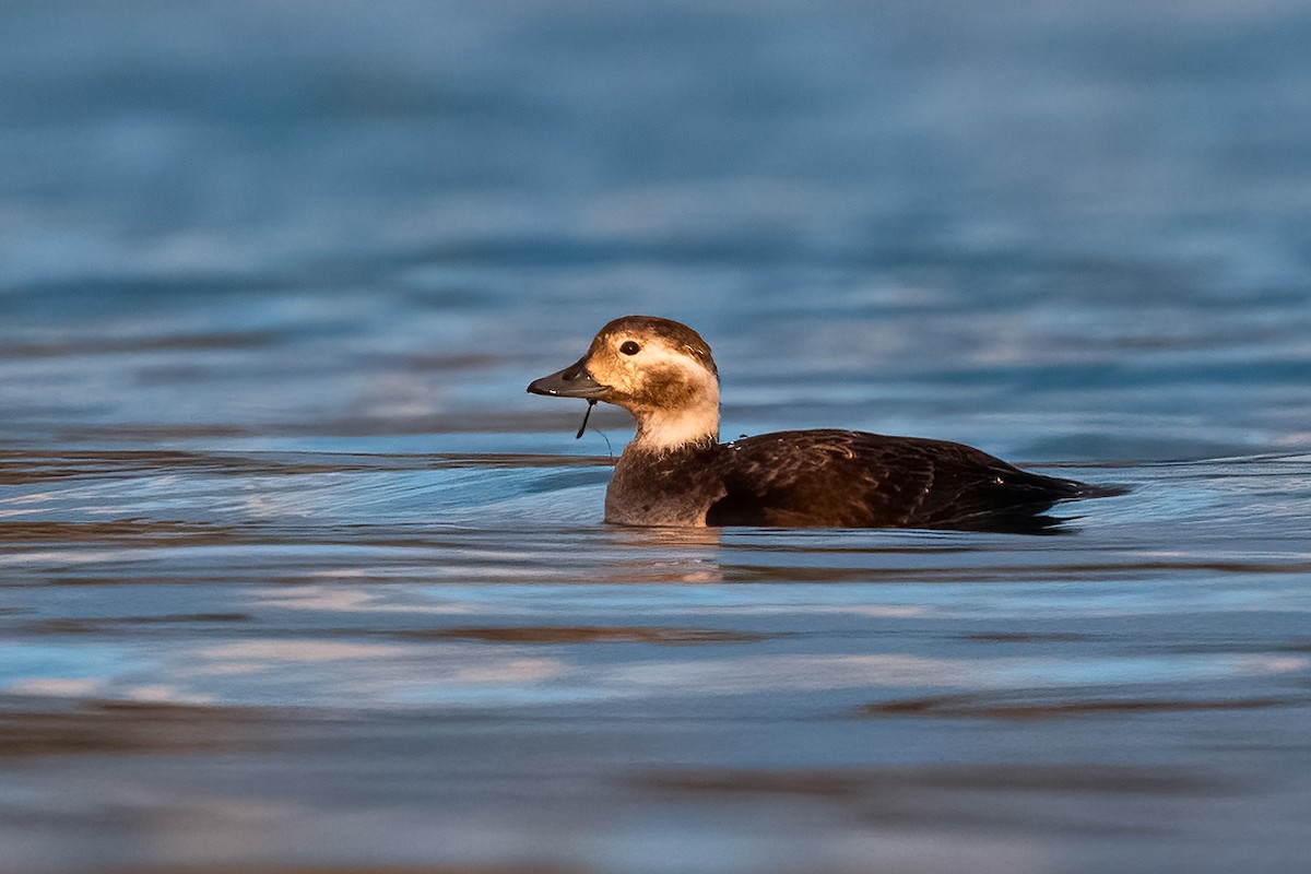 Long-tailed Duck - ML627620336