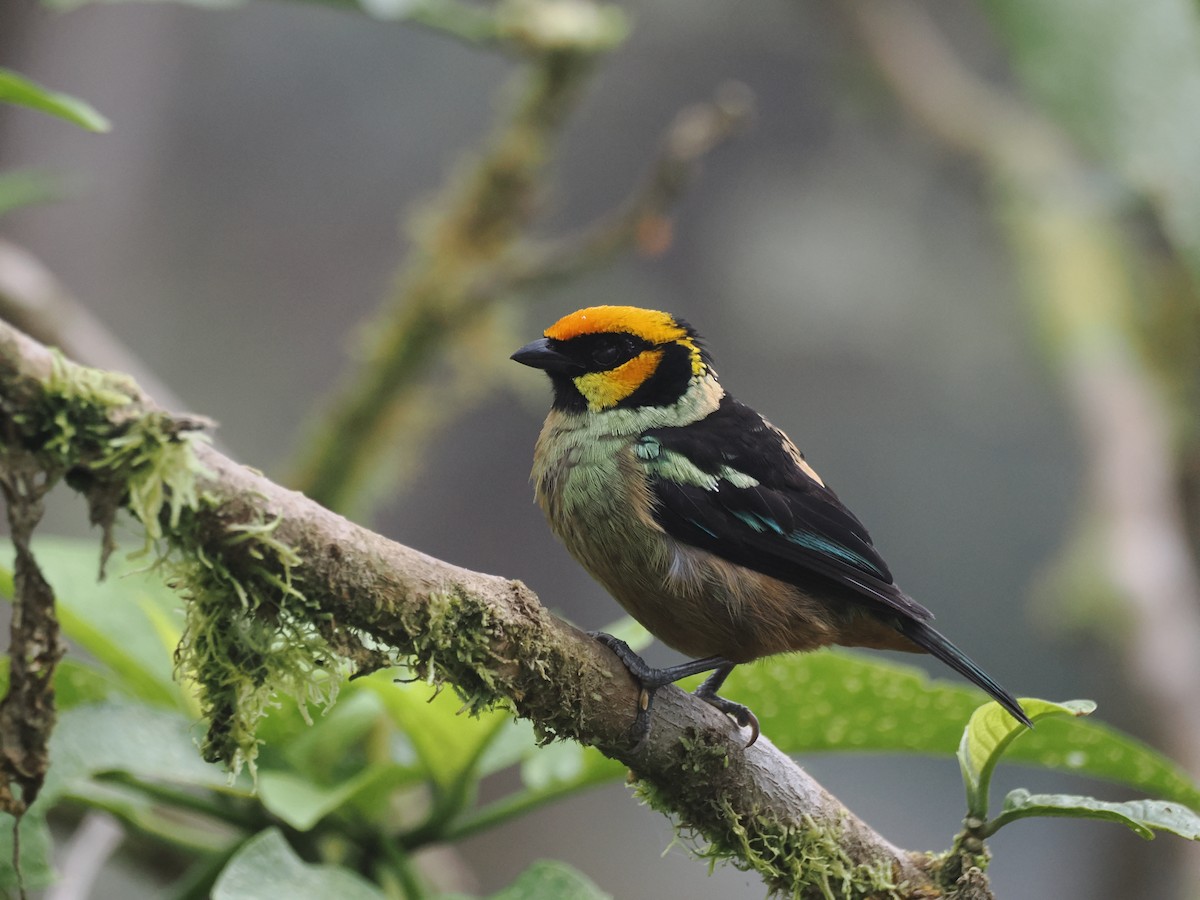 Flame-faced Tanager - ML627620356