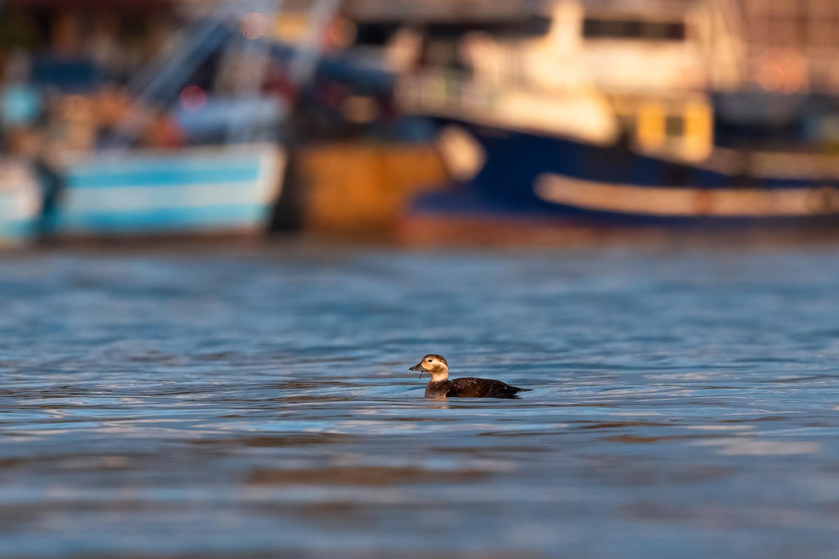 Long-tailed Duck - ML627620405