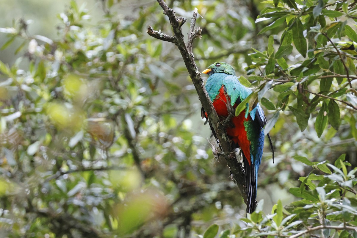 Golden-headed Quetzal - ML627620424