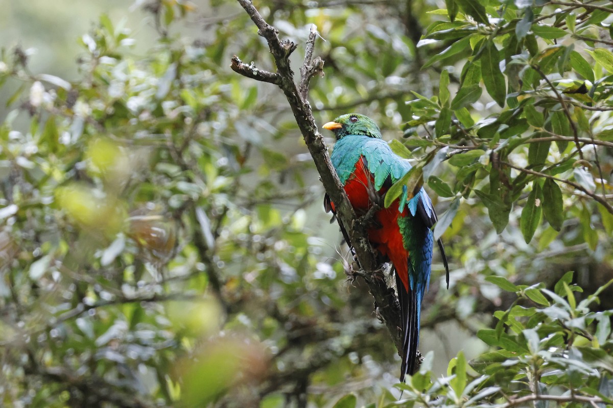 Golden-headed Quetzal - ML627620425