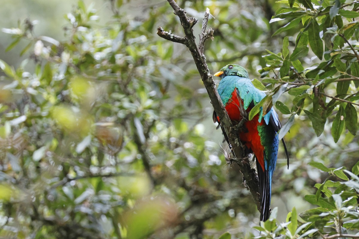 Golden-headed Quetzal - ML627620427