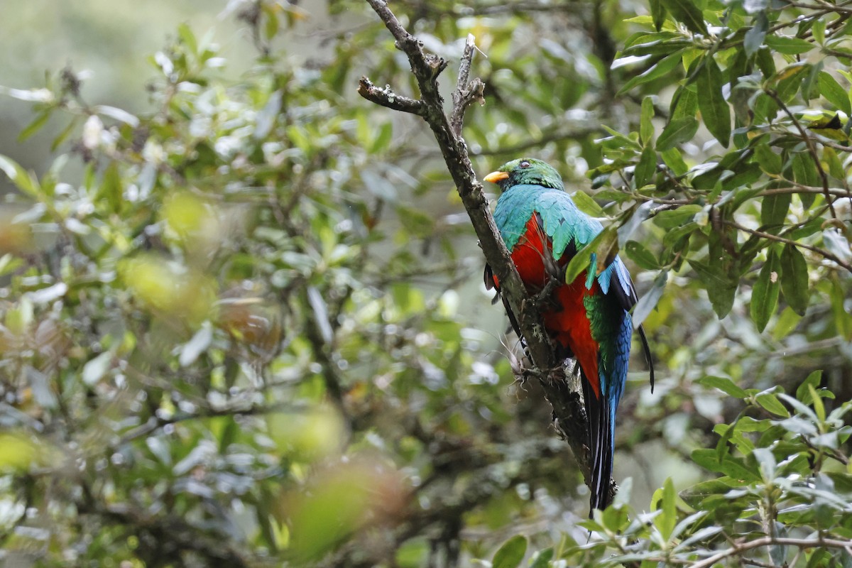 Golden-headed Quetzal - ML627620429