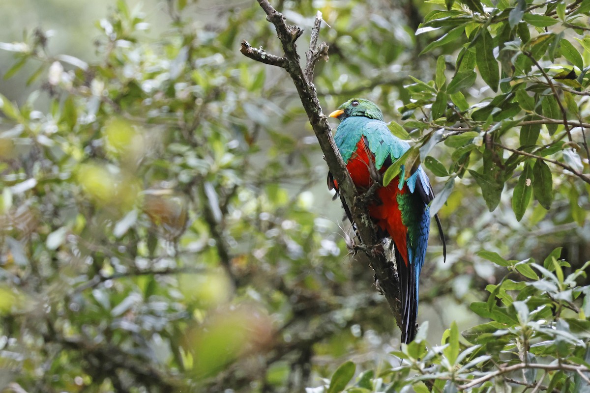 Golden-headed Quetzal - ML627620431