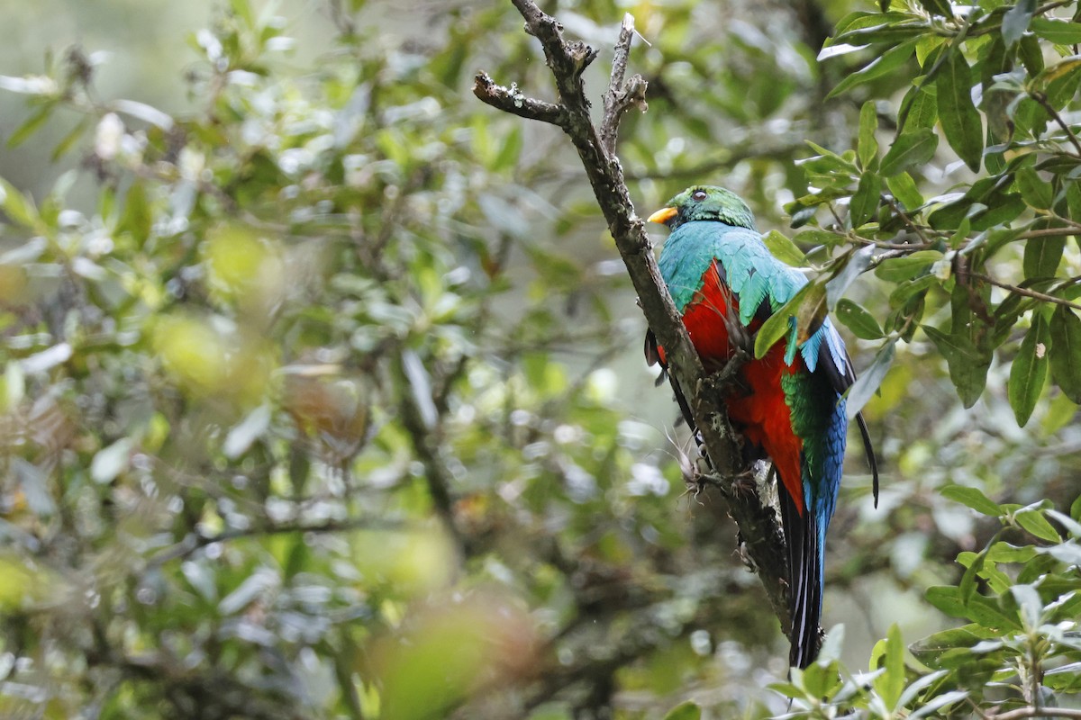 Golden-headed Quetzal - ML627620432