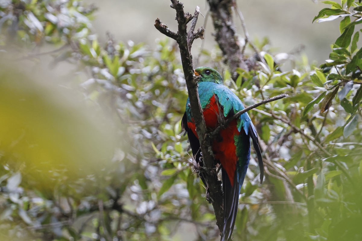 Golden-headed Quetzal - ML627620436