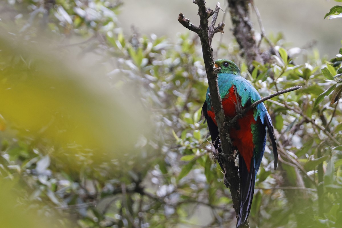 Golden-headed Quetzal - ML627620437