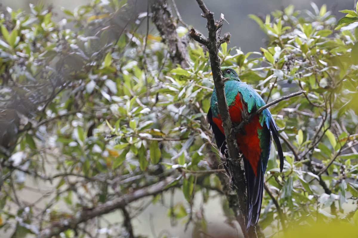 Golden-headed Quetzal - ML627620439