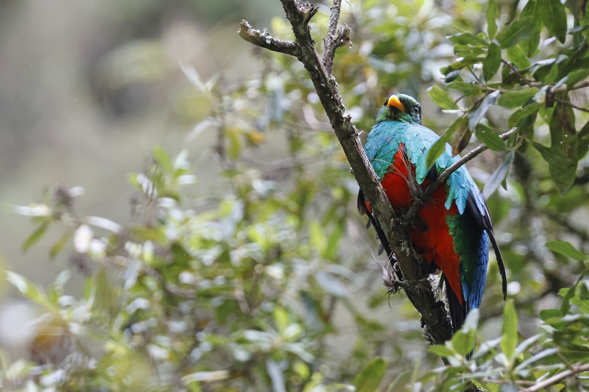 Golden-headed Quetzal - ML627620442