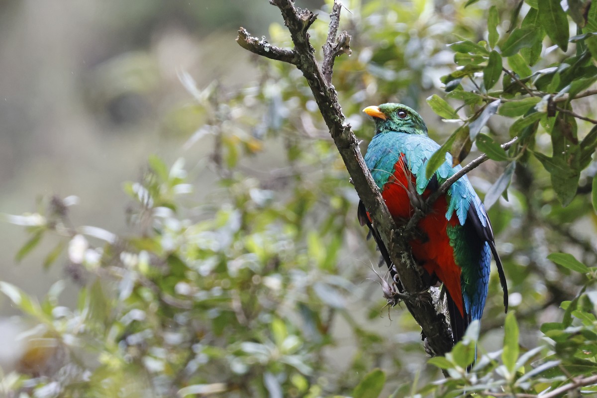 Golden-headed Quetzal - ML627620443