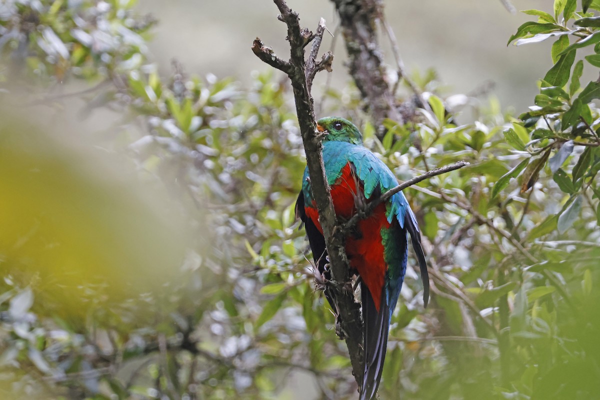 Golden-headed Quetzal - ML627620444